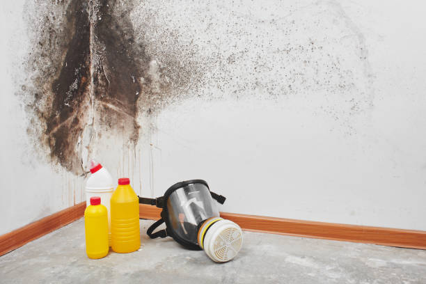 Crawl Space Mold Removal in Lewiston, ME