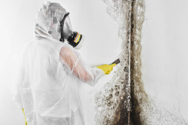 Mold Removal Process in Lewiston, ME