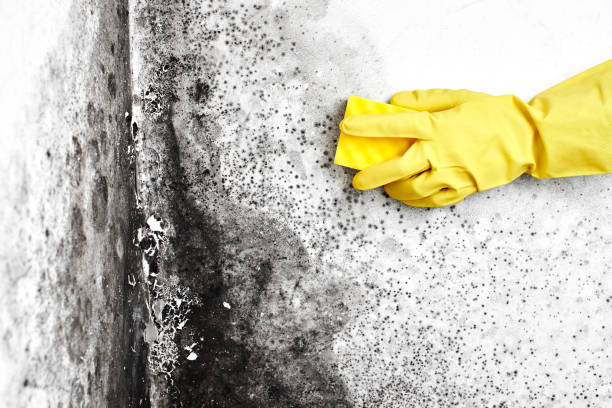 Best Mold Removal Company Near Me  in Lewiston, ME