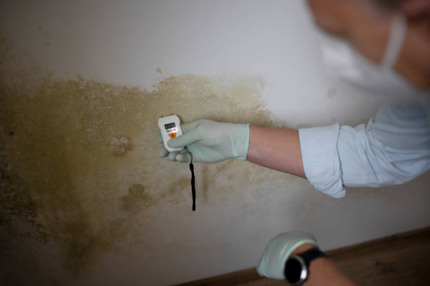 Best Affordable Mold Removal  in Lewiston, ME