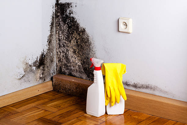 Best Commercial Mold Removal  in Lewiston, ME