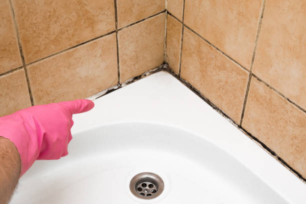 Best Mold Testing and Removal  in Lewiston, ME